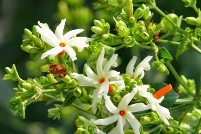 Night Blooming Jasmine (Raat Ki Rani): How to Grow and Care!